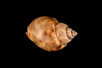 藏品(臺灣鳳螺)的圖片